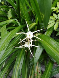 美人蕉 蕉 美人 植物 美人蕉