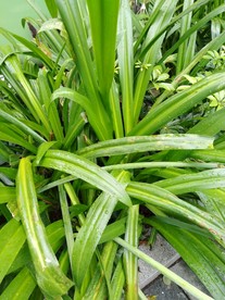 美人蕉  美人 植物 美人