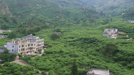 三华李