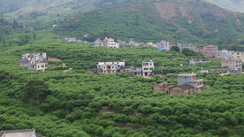 李乡 农村 钱排三华李