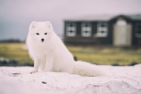 狐狸