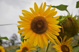 葵花