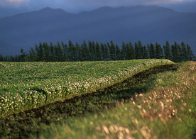 田野风光 风景摄影