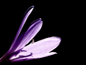 番红花
