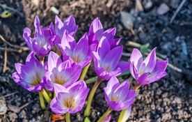 番红花