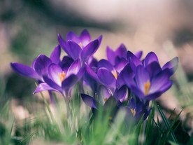 番红花