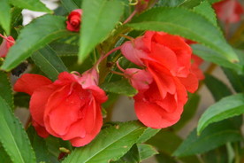 凤仙花