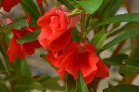 凤仙花