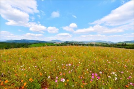 野花遍野