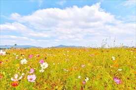 格桑花