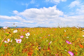 野花