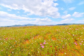 荒野小花