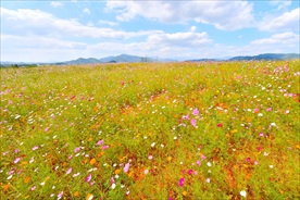 格桑花