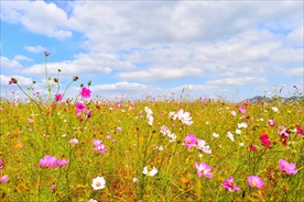 秋季小花