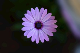 雏菊