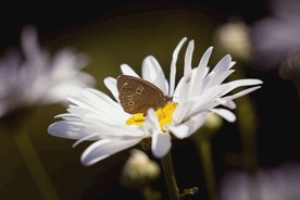 雏菊