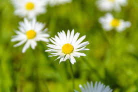 雏菊