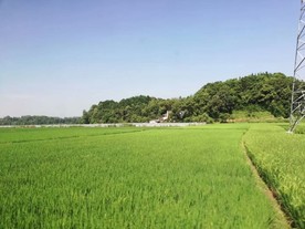 绿地