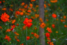 硫黄菊