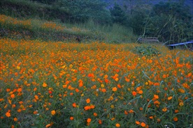 硫黄菊