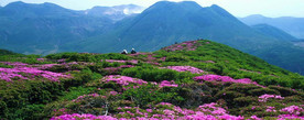 杜鹃山