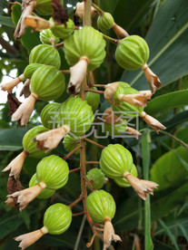 砂仁