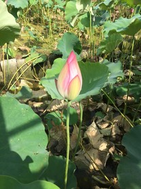 荷花池近景拍摄