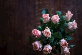 玫瑰花摄影     玫瑰花苞