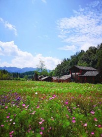 昙花