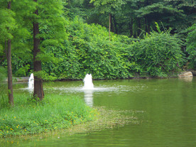 水杉