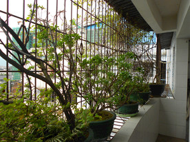 阳台植物