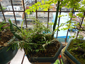 阳台植物