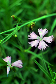 小花