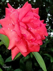 雨后月季花