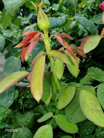 月季花苞