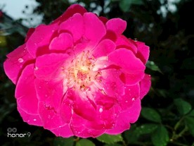 月季花