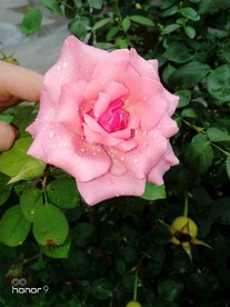 粉色月季花