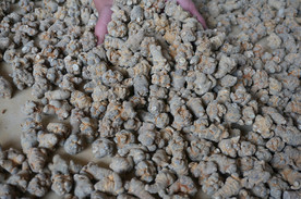 云南满泽60头三七图片