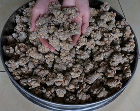 云南满泽三七田七图片