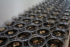 云南满泽老姜黑糖图片