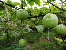 百香果