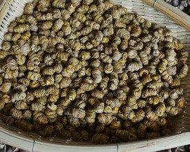 云南满泽铁皮石斛风斗图片