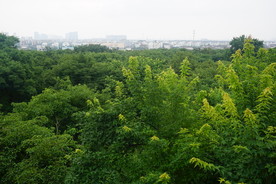 令人陶醉的绿色树林风景