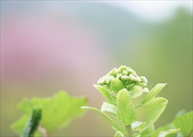花蕊
