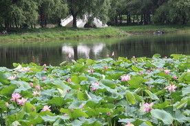 荷花池