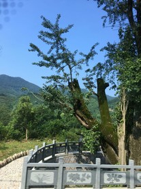 临安风景