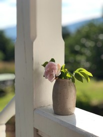 室内植物盆栽 园林盆栽