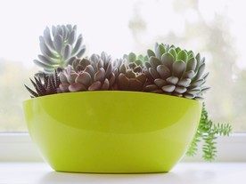 室内植物盆栽 园林盆栽