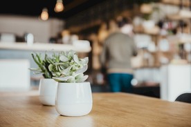 室内植物盆栽 园林盆栽