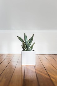 室内植物盆栽 园林盆栽